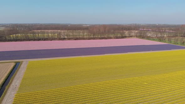 Dutch Landscape With Beautiful Field Of Hyacinth Flowers - aerial drone shot