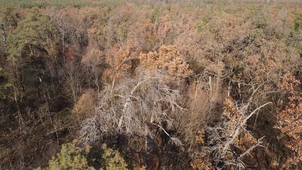 Forest with Trees in the Fall