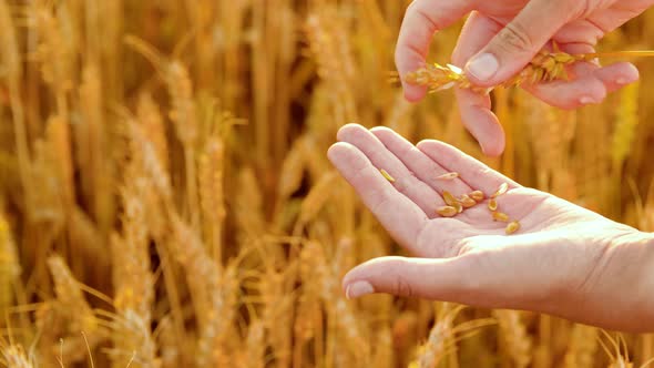 Hands Peeling Spickelet's Shell on Cereal Field