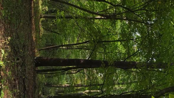 Vertical Video of a Forest Landscape on an Autumn Day in Ukraine