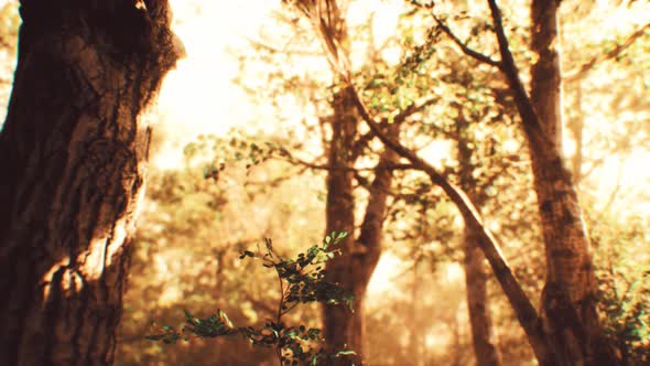 Rays of Sunlight in a Misty Forest in Autumn