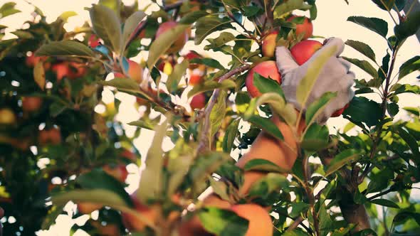 Apple Harvesting