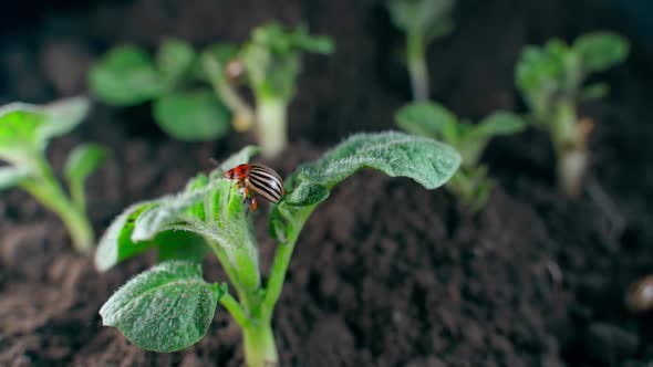 An Adult Colorado Potato Beetle Crawls on Young Potato Bushes Growing in the Soil in a Garden Bed