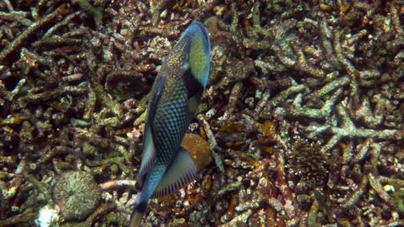 Underwater Video of Titan Triggerfish or Balistoides Viridescens in Gulf of Thailand