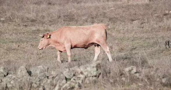 Alentejana Cow Strolling Around The Old Cattle Farm With Stone Walls In Alentejo, Portalegre, Portug