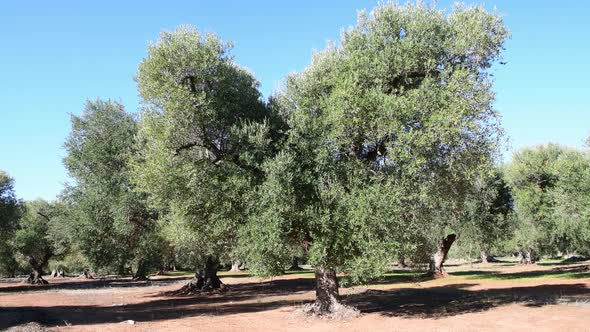 Olive trees on a grove in Salento, Puglia Region, South Italy