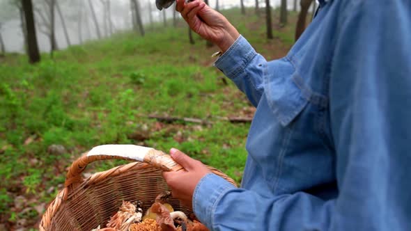 Woman collecting lactarius indigo mushroom and putting into basket