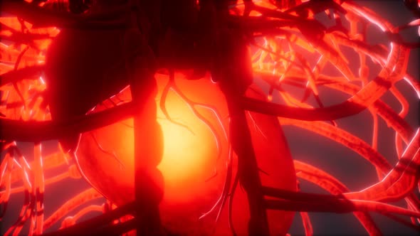 Blood Vessel System and Heart alt