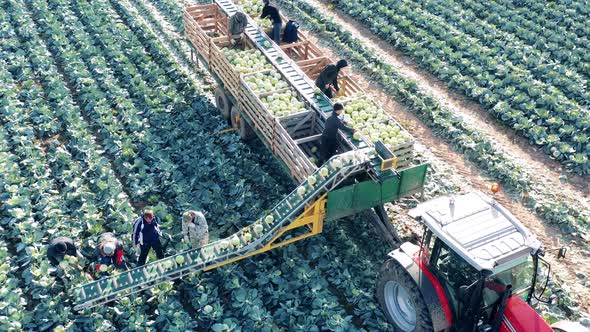 Farmers are Using Harvester Conveyor to Collect Cabbage