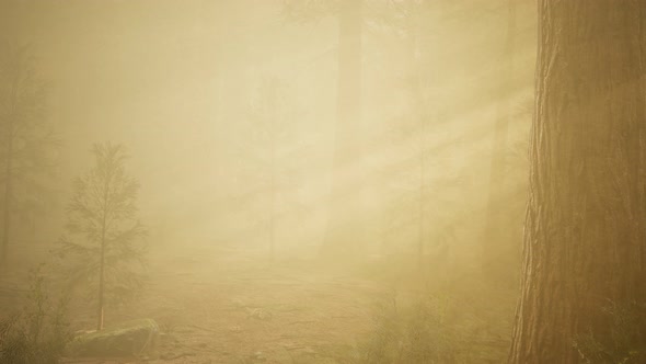 Autumn Forest and Trees in Morning Fog