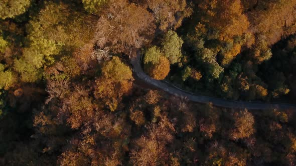 Zenital drone shot of a forest in autumn, with all the colors of the season. 4K Pro Res