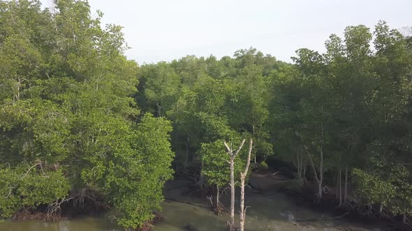 Aerial view green mangrove trees.