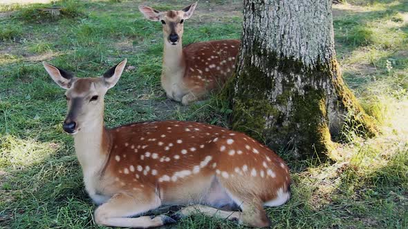 Two Funny Deers Move Their Ears	