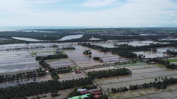 Aerial view paddy field