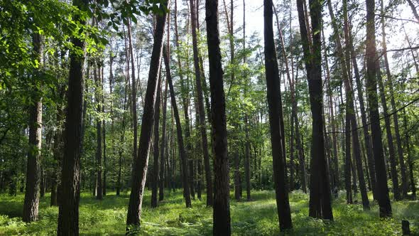 Beautiful Green Forest on a Summer Day Slow Motion