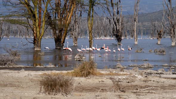 Flock Of Pink Flamingos In Lake Nakuru Walk Among The Mangroves