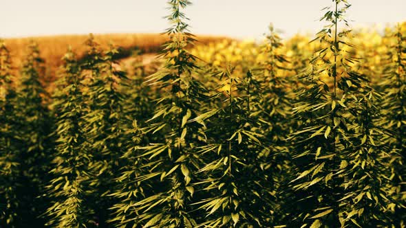 Field of Industrial Hemp Cannabis in the Evening Sun