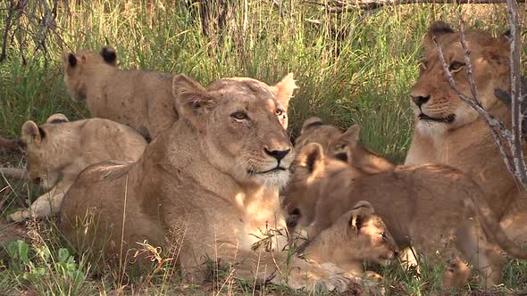 Close view of lion cubs moving around on grass by two female adults