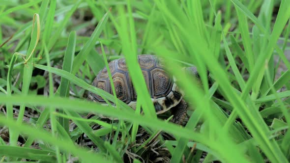 Tiny tortoise fights through tall grass and obstacles as it walks around.