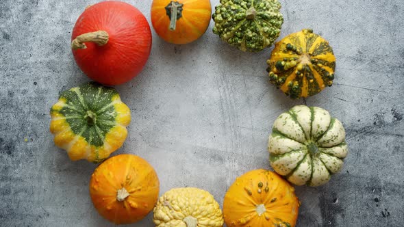 From Above View of Various Kinds Cute Mini Pumpkins Placed in Circle with Space with Copy Space