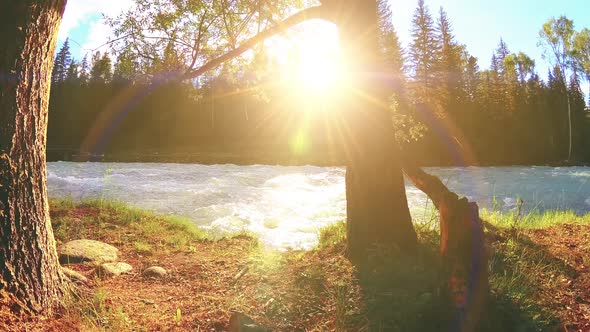 Meadow at Mountain River Bank. Landscape with Green Grass, Pine Trees and Sun Rays