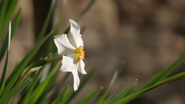 Daffodil plant Pheasants eye   in front of brick wall  close-up 4K 2160p 30fps UltraHD footage - Sha