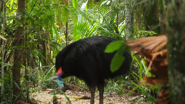 Southern cassowary bird eating fruit in a green forest, medium static shot