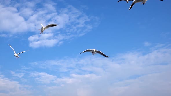 Seagulls Flying On Blue Sky