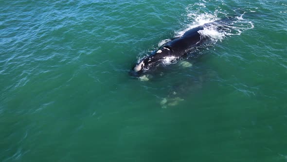 Mother and calf Southern Right Whales floating together; calf playful, bobbing up and down