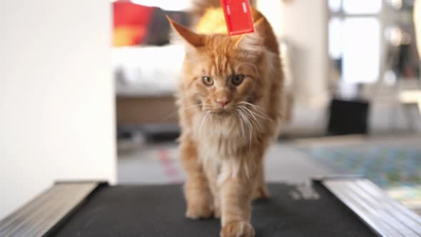 Maine Coon Cat Exercising on a Treadmill