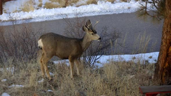 Mule deer buck eating grass and looking around in an urban yard.