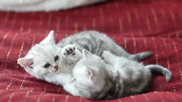 Cute Scottish Kittens Playing On Sofa