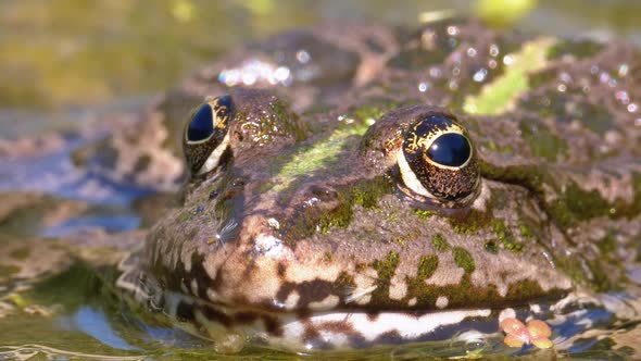 Green Frog in the River