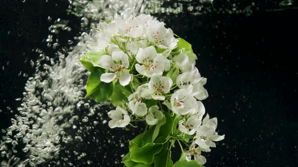 Blooming Tree Branch with Leaves Among Bubbles Underwater