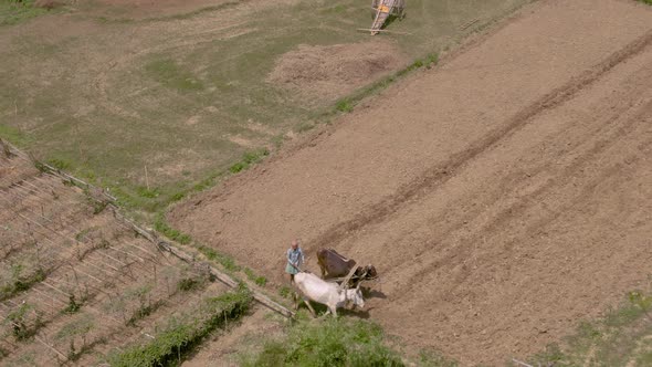 Famers working in agricultural fields, Mayapur, India. 4k aerial 