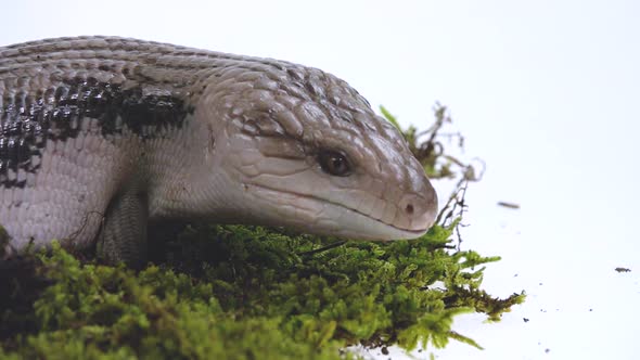 Eastern Blue Tongue Lizard - Tiliqua Scincoides Isolated on White