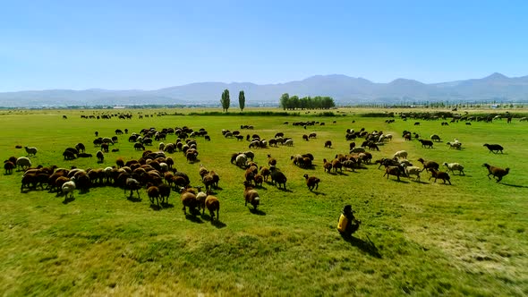 Flying Over the Flock of Sheeps