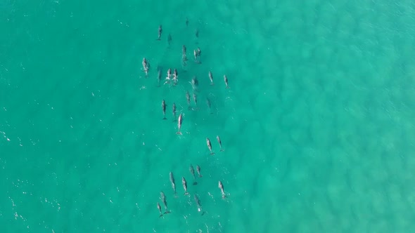 A large pod of dolphins swimming in the ocean and waves