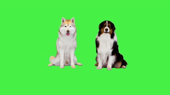 Australian Shepherd Siberian Husky and Border Collie Posing Which Runs Away on a Green Screen Chroma