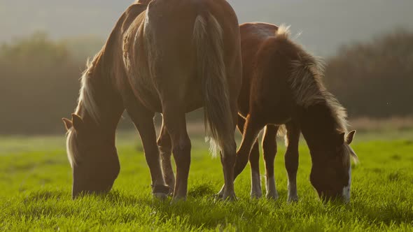 Wide Handheld Shot Of Wild Horses In Sunset Sunshine Grrazing In Green Meadow in Natute Outdoors