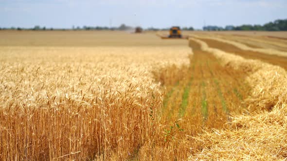 Yellow field with grain in front view. Agricultural technique is working in a field.