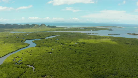 Aerial View of Mangrove Forest and River.