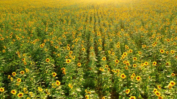 Beautiful Field of Blooming Sunflowers at Sunset Aero