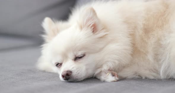 Pomeranian sleep on couch