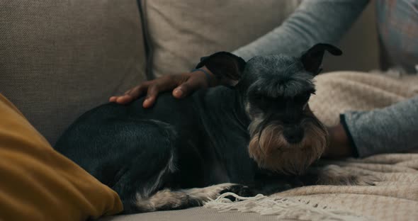 A Young Girl Embraces Her Dog As They Sit Together on the Couch After a Morning Walk