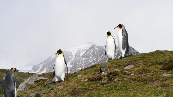 King Penguin on the Beach in South Georgia