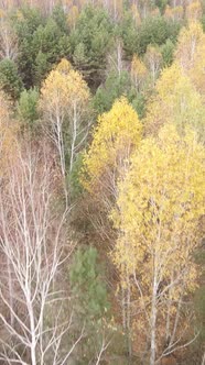 Vertical Video of Forest Landscape in Autumn Slow Motion