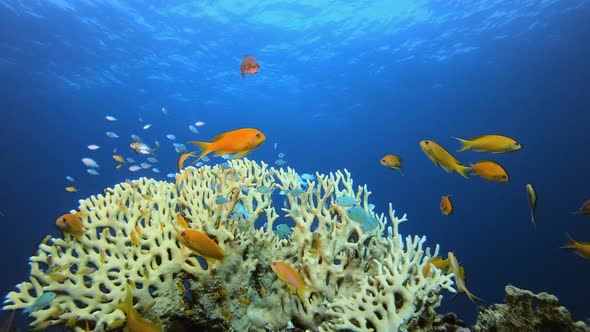 Underwater Colourful Tropical Coral Reef