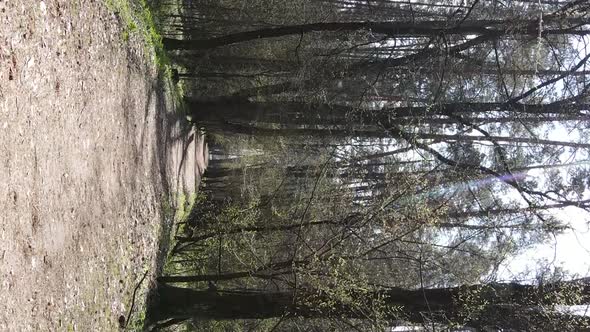 Vertical Video of a Road in the Forest Slow Motion