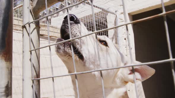 Abandoned dog locked up in a shelter